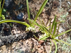 Erythroxylum tortuosum