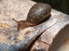 Ponderconcha murphyi