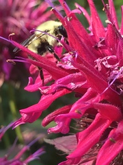 Bombus