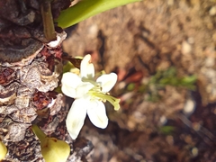 Erythroxylum tortuosum