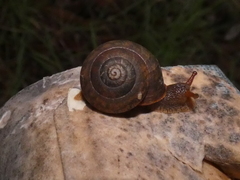 Ponderconcha murphyi