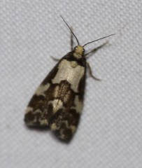 Philenora chionastis