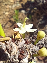 Erythroxylum tortuosum