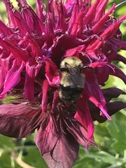 Bombus