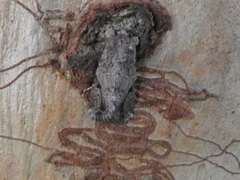 Spodoptera exempta