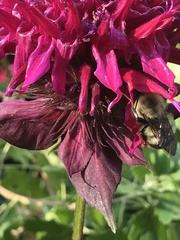 Bombus