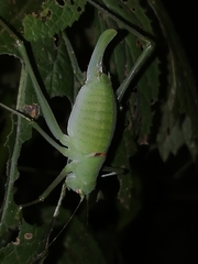 Poecilimon schmidtii