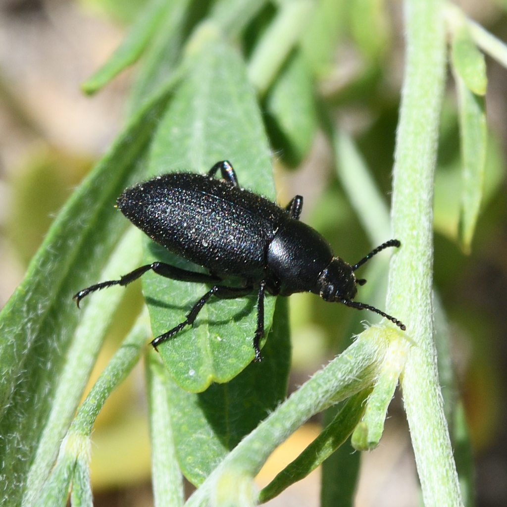 Eleodes hirtipennis
