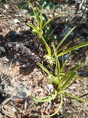 Erythroxylum tortuosum