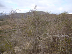 Gloveria integrifolia