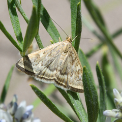 Loxostege sticticalis