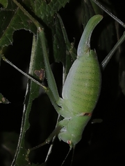 Poecilimon schmidtii