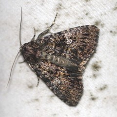 Condica aroana