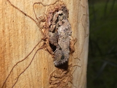 Spodoptera exempta