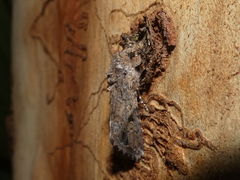 Spodoptera exempta