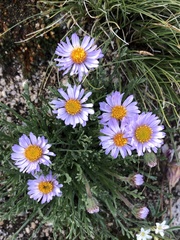 Erigeron pinnatisectus