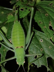 Poecilimon schmidtii