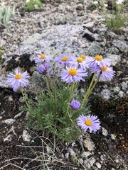 Erigeron pinnatisectus