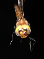 Neurocordulia michaeli