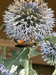 Sphex ichneumoneus