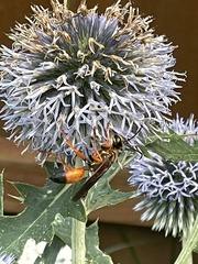 Sphex ichneumoneus