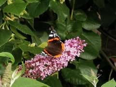Vanessa atalanta