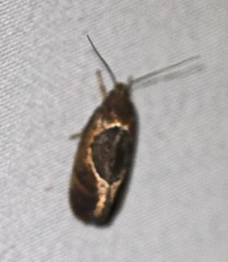 Hoplomorpha abalienella