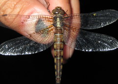 Neurocordulia michaeli