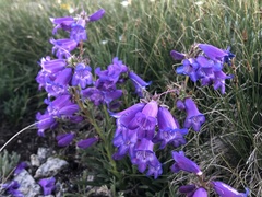 Penstemon hallii