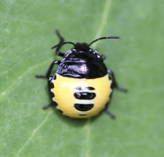 Commius elegans