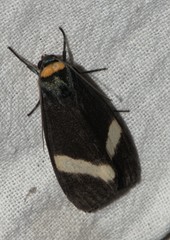 Macrobrochis albifascia