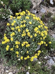 Eriogonum flavum