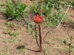 Scadoxus multiflorus