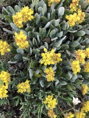 Eriogonum flavum