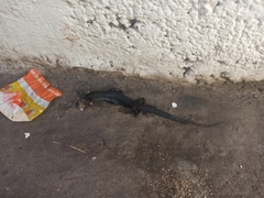 Teira dugesii dugesii