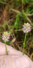 Polygala mariana