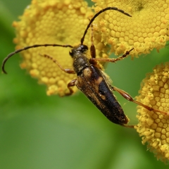 Xestoleptura