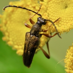 Xestoleptura