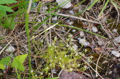 Sagina procumbens