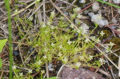 Sagina procumbens