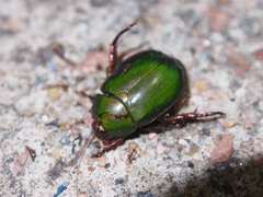 Anomala rubripes