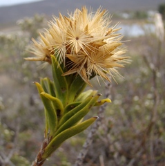 Pteronia fasciculata