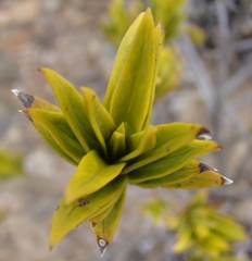 Pteronia fasciculata