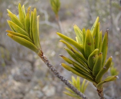 Pteronia fasciculata