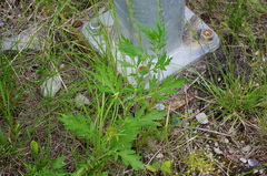 Artemisia vulgaris