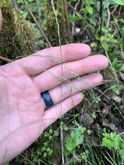 Deschampsia elongata