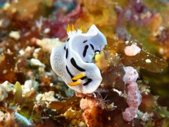 Chromodoris alcalai