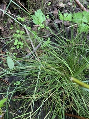 Deschampsia elongata