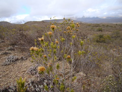 Pteronia fasciculata