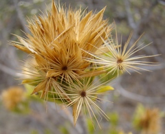 Pteronia fasciculata